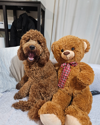 Fidanzata per Giulietto