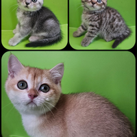 Meravigliosi cuccioli british shorthair pedigree