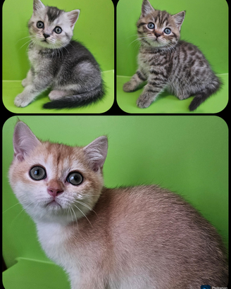 Meravigliosi cuccioli british shorthair pedigree