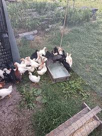 Pulcini australorp nere