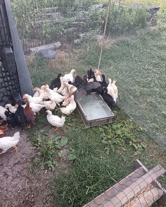 Pulcini australorp nere