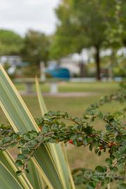 Casette in Villaggio con 3 piscine