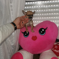 Chihuahua mini toy maschietto