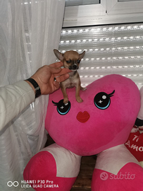 Chihuahua mini toy maschietto