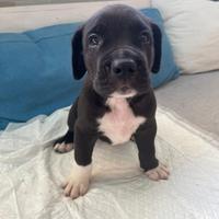 Splendidi cuccioli cane corso