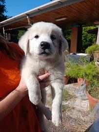 cuccioli di Maremmano