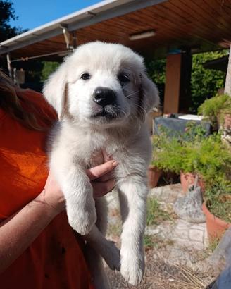 cuccioli di Maremmano