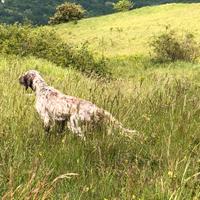 Setter e pointer