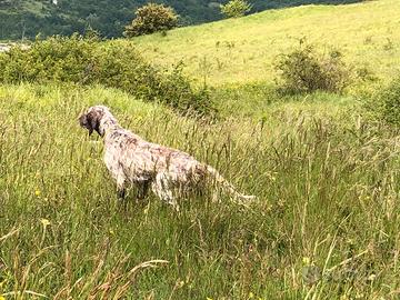 Setter e pointer