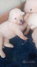 Pastore maremmano abruzzese