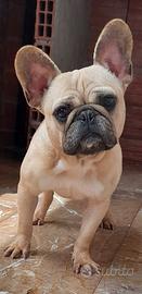 Bulldog francese esotica
