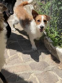 Cucciolo Jack Russel