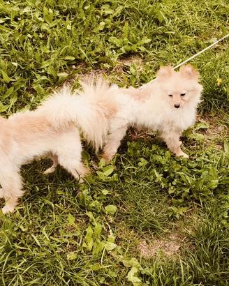 Pomerania toy