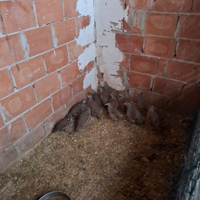 Blocco di pernici e starne