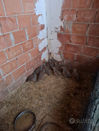 Blocco di pernici e starne