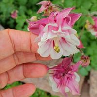Semi i Aquilegia Pink Petticoat