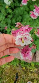 Semi i Aquilegia Pink Petticoat