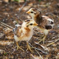 Pulcini Araucana e Ameraucana
