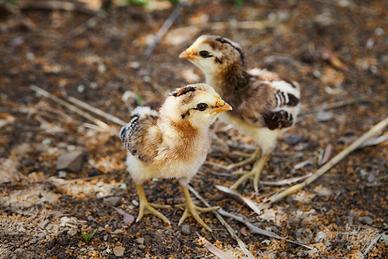 Pulcini Araucana e Ameraucana