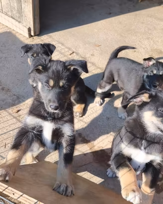 Cuccioli Alaskan Husky