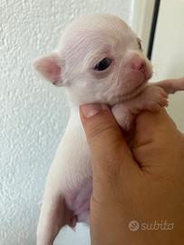 Chihuahua maschi e femmine