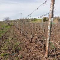 vignetolivetoterreno