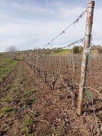 vignetolivetoterreno