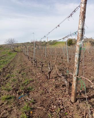 vignetolivetoterreno