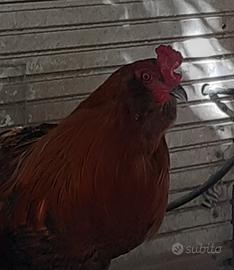Gallo araucana