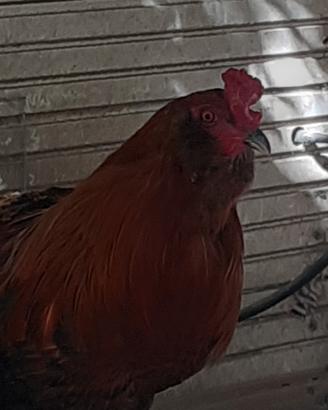 Gallo araucana