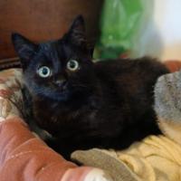 Mirtillo gattino