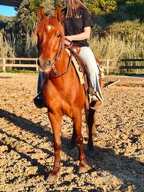 Cavalla quarab 6 anni