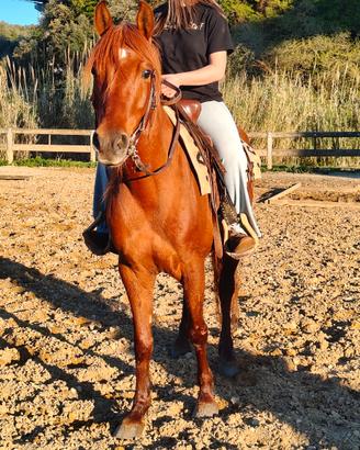 Cavalla quarab 6 anni