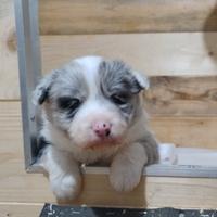Cuccioli di Border Collie
