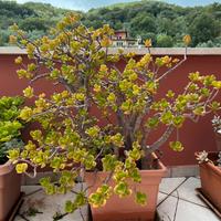 Albero di giada