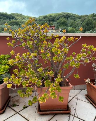 Albero di giada