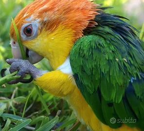 Caicco testa arancio allevato a mano