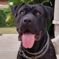 Cucciolata di cane corso