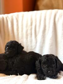Cuccioli di barboncino toy