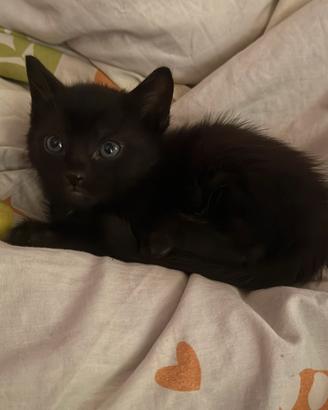 Gattino disponibili - mamma certosina e Papap Bomb