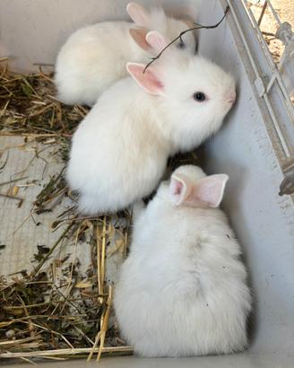 Coniglietti nani