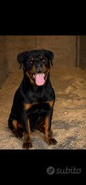 Cucciola di Rottweiler alta genealogia