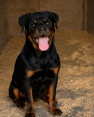 Cucciola di Rottweiler alta genealogia