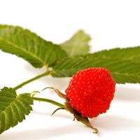 PIANTINE DI RUBUS ILLECEBROSUS – LAMPONE FRAGOLA

