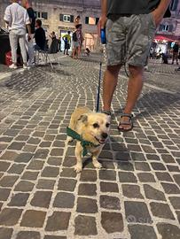 Maschio per accoppiamento