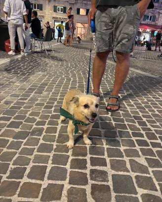 Maschio per accoppiamento