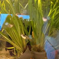 Piante acquario