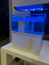 Acquario per pesci di mare Armatus XS