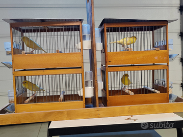 Canarini malinois da canto