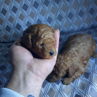 Mini toy (miniatura garantiti anche a rate)